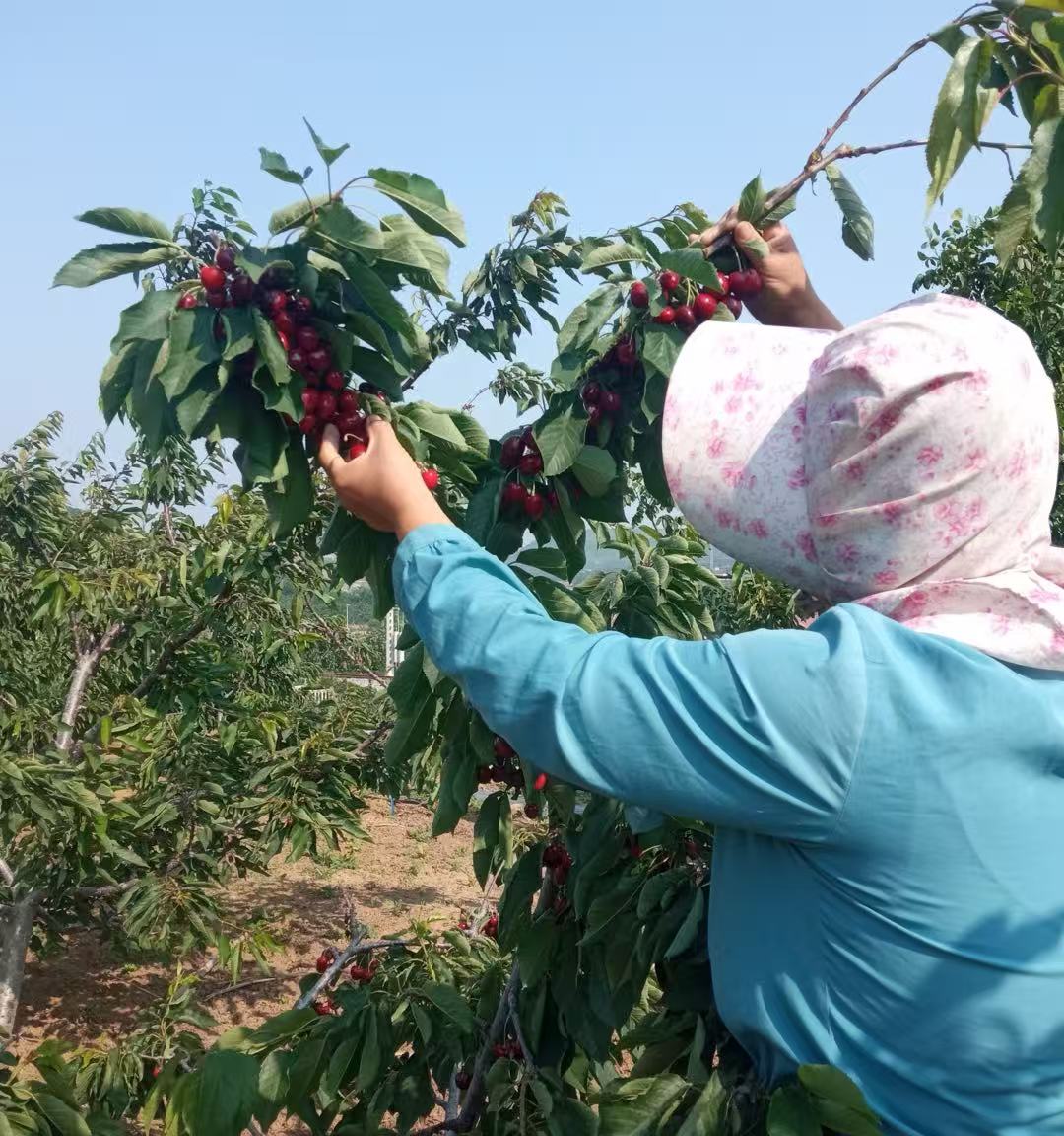 大石果园轮播图2